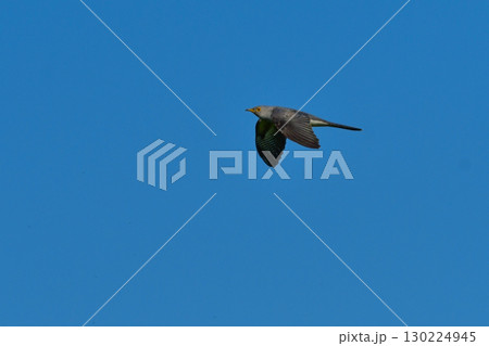 北海道や軽井沢で初夏から夏に出会えるのどかな美しい声で鳴くカッコウ 130224945