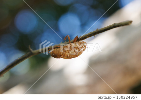セミの抜け殻 130224957