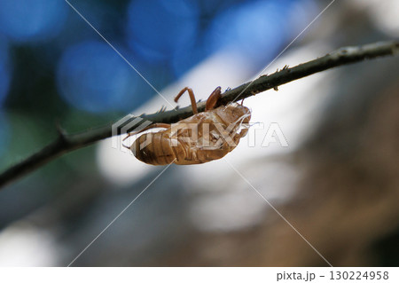 セミの抜け殻 130224958