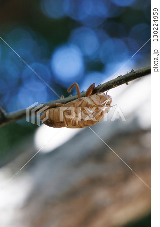 セミの抜け殻 130224959