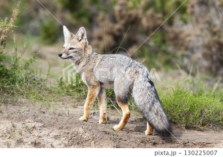Pampas Grey fox in Pampas grass environment, La Pampa province, Patagonia, Argentina. 130225007