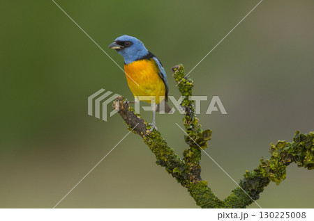 Blue and Yellow Tanager 130225008