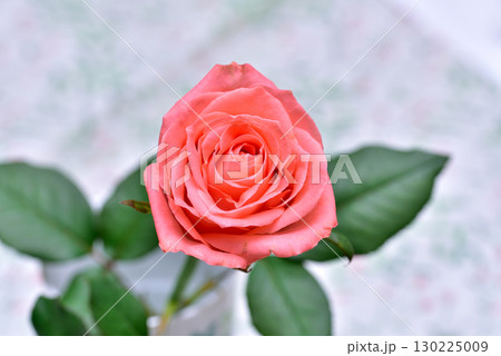 赤いバラ 130225009