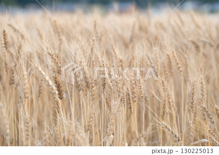 小麦畑 130225013