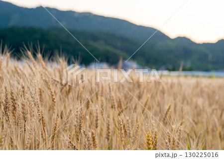 小麦畑 130225016
