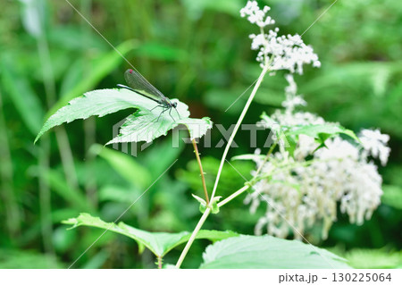 花にとまるトンボ 花にとまるトンボ 130225064