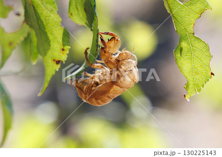 セミの抜け殻 130225143
