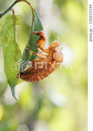 セミの抜け殻 130225144