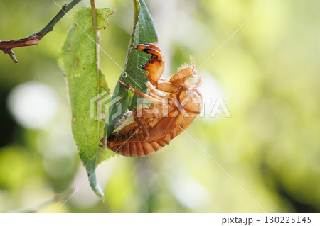 セミの抜け殻 130225145