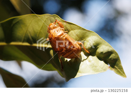 セミの抜け殻 130225158