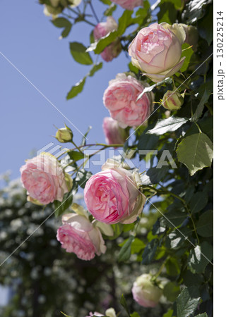 薔薇園にピンク色のバラの花が咲いています。バラの名前はピエール・ドゥ・ロンサールです。 薔薇園にピンク色のバラの花が咲いています。バラの名前はピエール・ドゥ・ロンサールです。 130225214