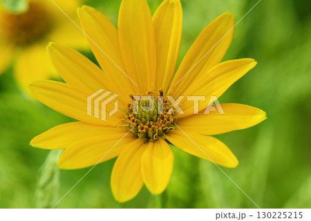 Macro photo of a yellow flower on a blurred green background. 130225215
