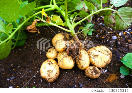 ジャガイモ　じゃがいも　じゃがいも掘り　芋掘り　収穫　 130225313
