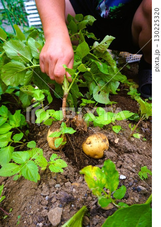 ジャガイモ　じゃがいも　じゃがいも掘り　芋掘り　収穫　 130225320
