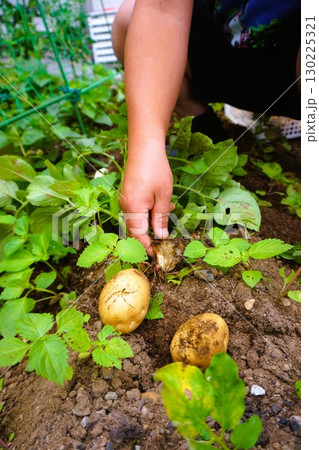 ジャガイモ じゃがいも じゃがいも掘り 芋掘り 収穫 ジャガイモ じゃがいも じゃがいも掘り 芋掘り 収穫 130225321