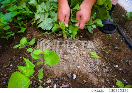 ジャガイモ　じゃがいも　じゃがいも掘り　芋掘り　収穫　 130225323