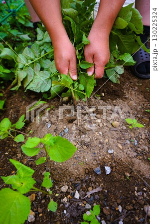 ジャガイモ　じゃがいも　じゃがいも掘り　芋掘り　収穫　 130225324