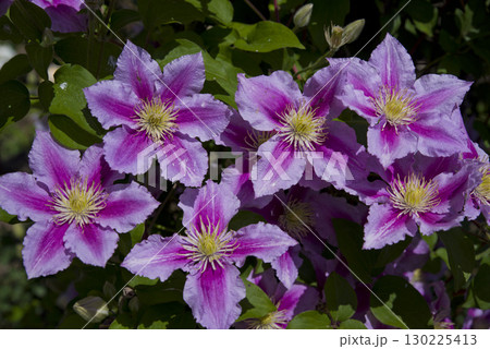 ピンク色のクレマチスの花が咲いています。学名はClematisです。 130225413
