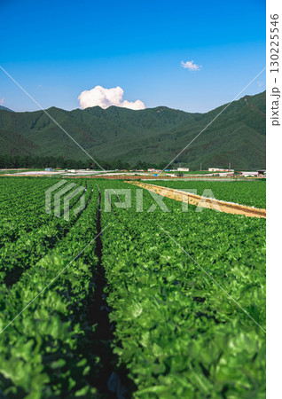 レタス畑と八ヶ岳 野辺山高原 レタス畑と八ヶ岳 野辺山高原 130225546
