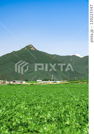 レタス畑と八ヶ岳 野辺山高原 レタス畑と八ヶ岳 野辺山高原 130225547
