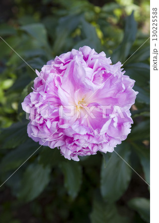 芍薬園にピンク色のシャクヤクの花が咲いています。 130225588