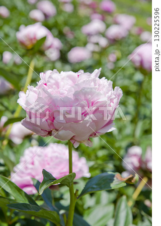 芍薬園にピンク色のシャクヤクの花が咲いています。 芍薬園にピンク色のシャクヤクの花が咲いています。 130225596