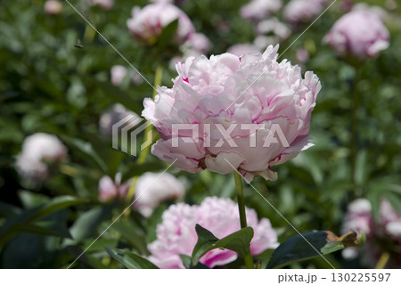 芍薬園にピンク色のシャクヤクの花が咲いています。 芍薬園にピンク色のシャクヤクの花が咲いています。 130225597