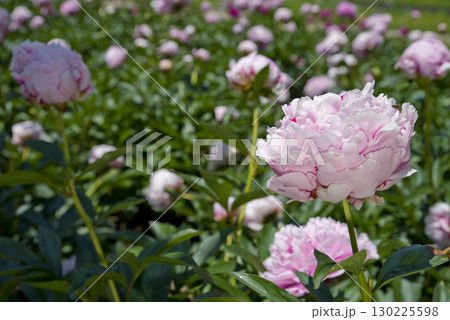 芍薬園にピンク色のシャクヤクの花が咲いています。 130225598