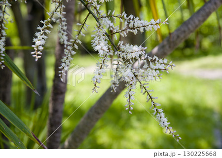 ドラセナの白い花が咲いています。　学名はDracaenaです。 130225668