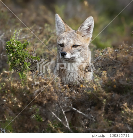 Pampas Grey fox in Pampas grass environment, La Pampa province, Patagonia, Argentina. Pampas Grey fox in Pampas grass environment, La Pampa province, Patagonia, Argentina. 130225731