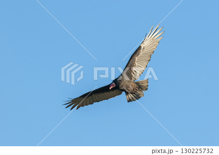 Turkey Vulture, ,planning in flight, Patagonia, Argentina 130225732