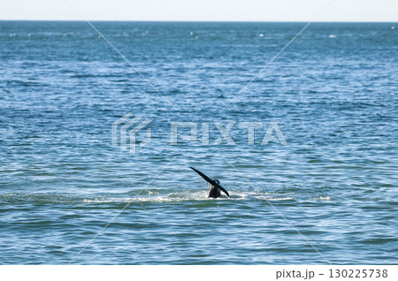 Killer whale hunting sea lions on the paragonian coast, Patagonia, Argentina 130225738