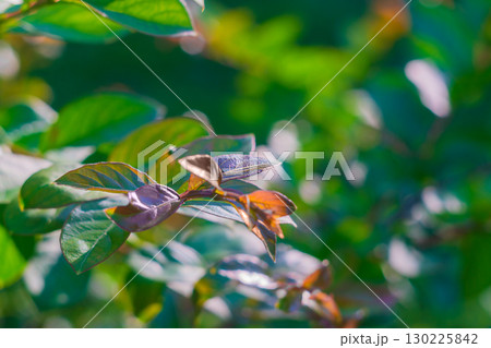Beautiful branches of ornamental tree lagerstroemia with raspberry-red upper leaves, close-up on green background, with blurred bokeh effect, empty copy space for text. Natural environment to relax 130225842
