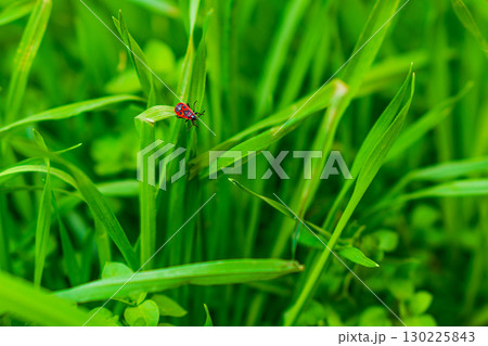 Insect red bug firefighter sits and moves between long leaves of green tall grass close-up. Nature shot of summer life 130225843