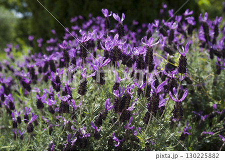 この紫色の花の名前はフレンチラベンダーです。学名はLavandula stoechasです。 この紫色の花の名前はフレンチラベンダーです。学名はLavandula stoechasです。 130225882