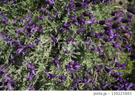 この紫色の花の名前はフレンチラベンダーです。学名はLavandula stoechasです。 130225883