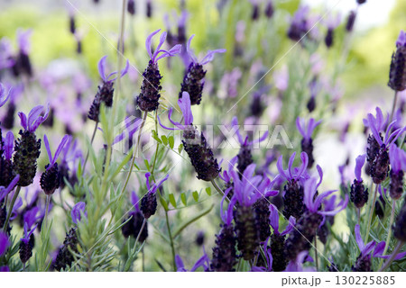 この紫色の花の名前はフレンチラベンダーです。学名はLavandula stoechasです。 この紫色の花の名前はフレンチラベンダーです。学名はLavandula stoechasです。 130225885