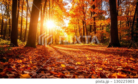 秋のイメージ 紅葉の木々が生える公園、広場 秋のイメージ 紅葉の木々が生える公園、広場 130225903