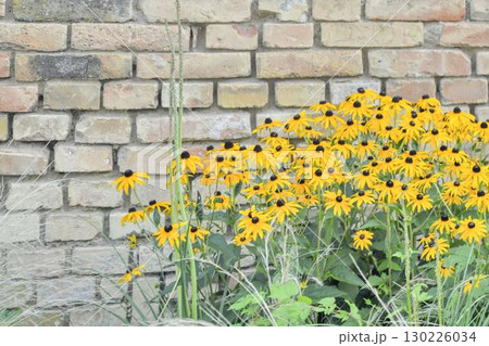 Rudbeckia hirta, commonly called black-eyed Susan and yellow coneflower, is a North American flowering plant in the family Asteraceae. Macro image, close-up, brick wall background. Rudbeckia is a Rudbeckia hirta, commonly called black-eyed Susan and yellow coneflower, is a North American flowering plant in the family Asteraceae. Macro image, close-up, brick wall background. Rudbeckia is a 130226034