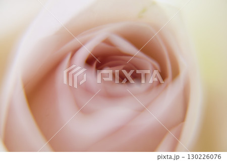 薄いピンク色のバラの花のクローズアップ写真です。 130226076
