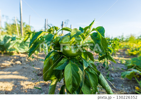 A vibrant green bell pepper grows among lush foliage in a sunny garden during the late spring harvest season 130226352