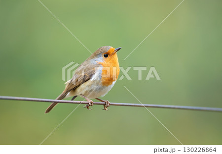 European robin perched on a wire in spring 130226864