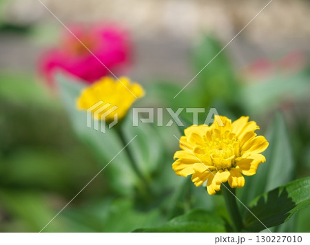 花壇に咲いた百日草 花壇に咲いた百日草 130227010