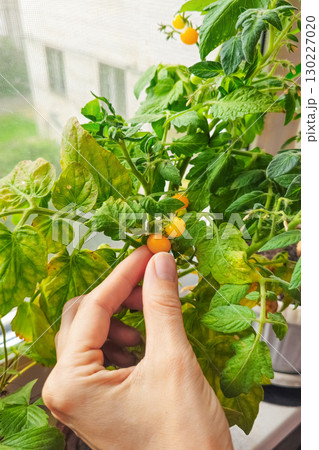 Woman hand harvesting dwarf yellow tomato cherry Woman hand harvesting dwarf yellow tomato cherry 130227020