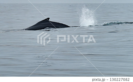 Humpback Whale, Megaptera novaeangliae, splashing with his tail fluke in Donegal Bay, Ireland 130227082