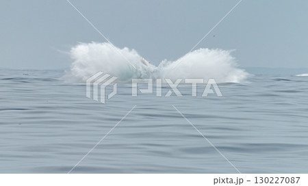 Humpback Whale, Megaptera novaeangliae, making a big splash after breaching in Donegal Bay, Ireland Humpback Whale, Megaptera novaeangliae, making a big splash after breaching in Donegal Bay, Ireland 130227087