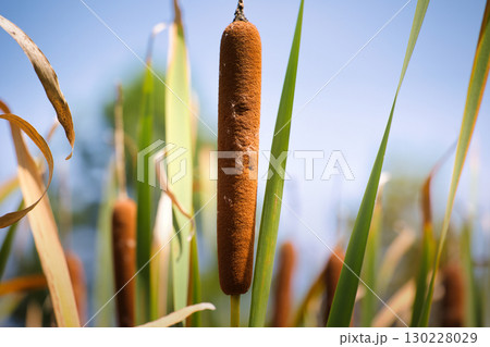湿地に自生する茶色く実ったガマの穂 湿地に自生する茶色く実ったガマの穂 130228029
