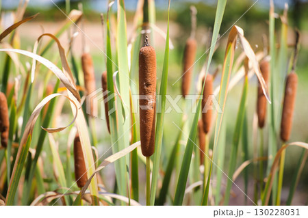 湿地に自生する茶色く実ったガマの穂 130228031