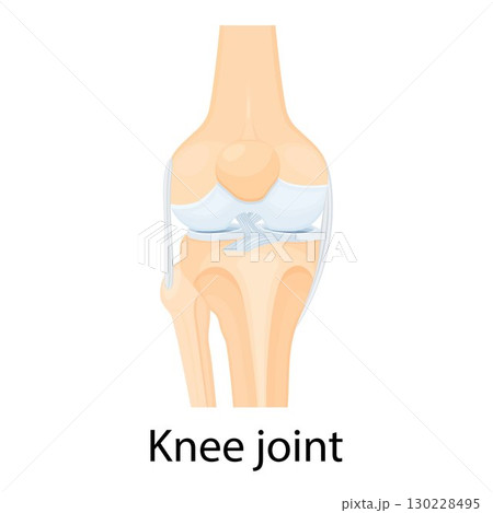 Knee joint isolated vector illustration, flat design. Ligaments of the knee. Anterior and Posterior cruciate ligaments, Patellar and Quadriceps, tendons, Medial and Lateral collateral ligaments. 130228495