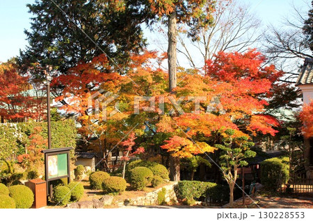 西教寺庭園の紅葉 130228553
